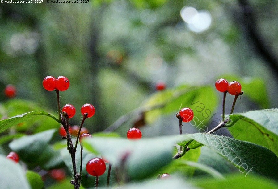 kuva-kuusaman-marjat-pensas-lonicera-kuusama-koristepensas
