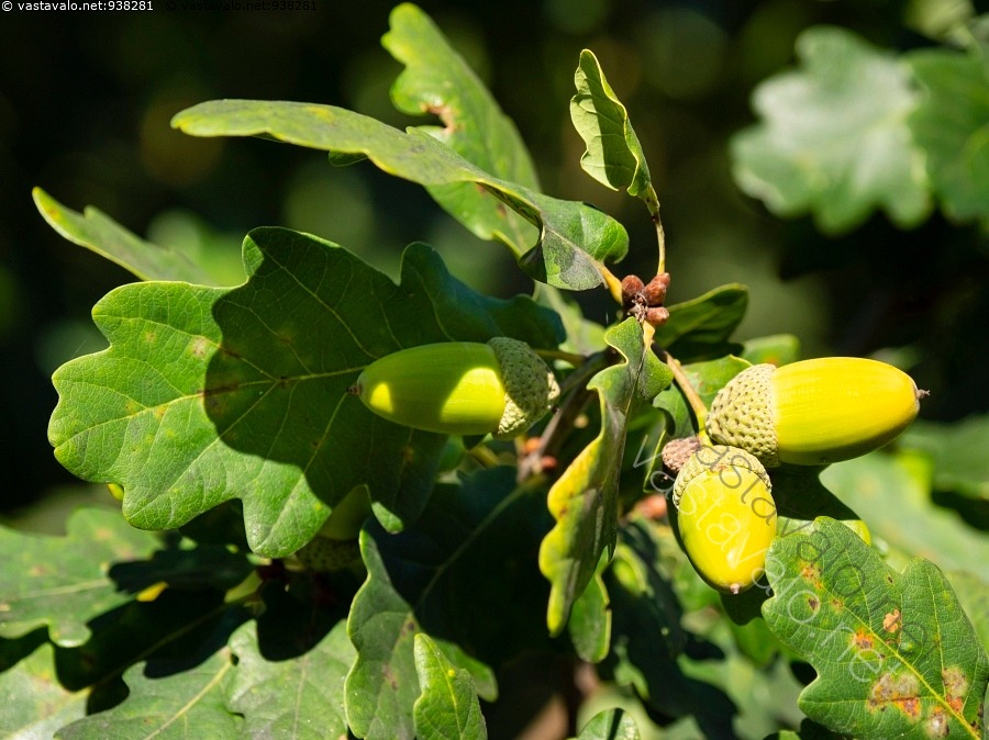 kuva-tammenterhot-iltavalossa-quercus-robur-jalopuu-kypsyv-kypsy