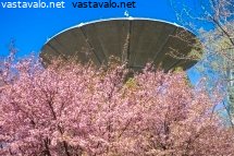 roihuvuoren-kirsikkapuisto