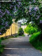 syreenien-kukkiessa