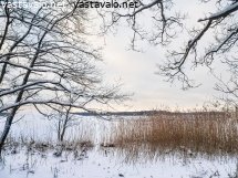 lumiset-rantapuut