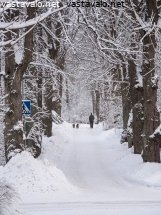 koirien-kanssa