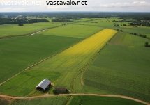 rypsisarka