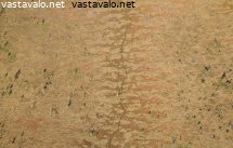 suon-pintaa