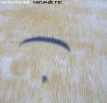 varjonvarjo-kaislikossa
