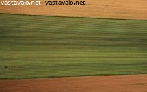 viljelykasveja