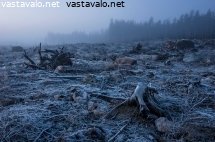 hakkuuaukea-sumuisessa-illassa