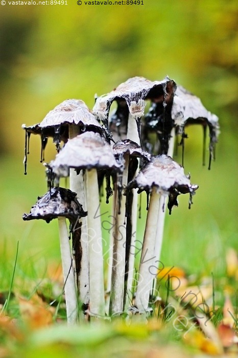 kuva-ryhm-kuva-suomumustesieni-coprinus-comatus-lima-limainen-kasvu
