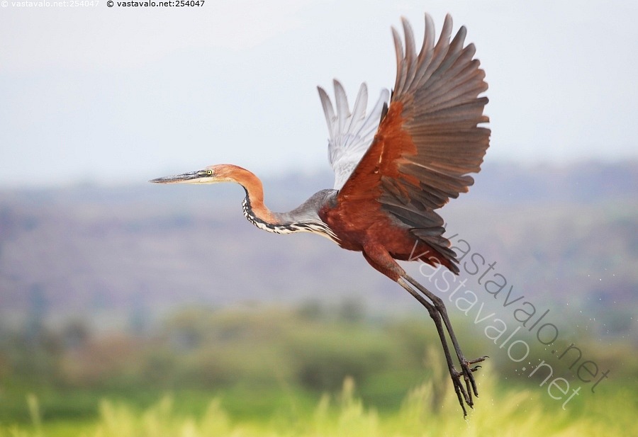 Kuva Goljathaikara Haikarat Goljathaikara Ardea Goliath Linnut kuva-goljathaikara-haikarat-goljathaikara-ardea-goliath-linnut