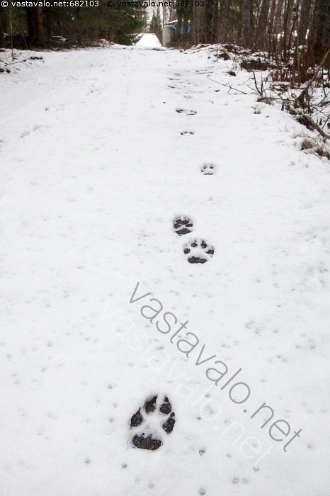 kuva-j-lki-hangella-suden-jalan-tassun-tuore-j-lki-lumessa