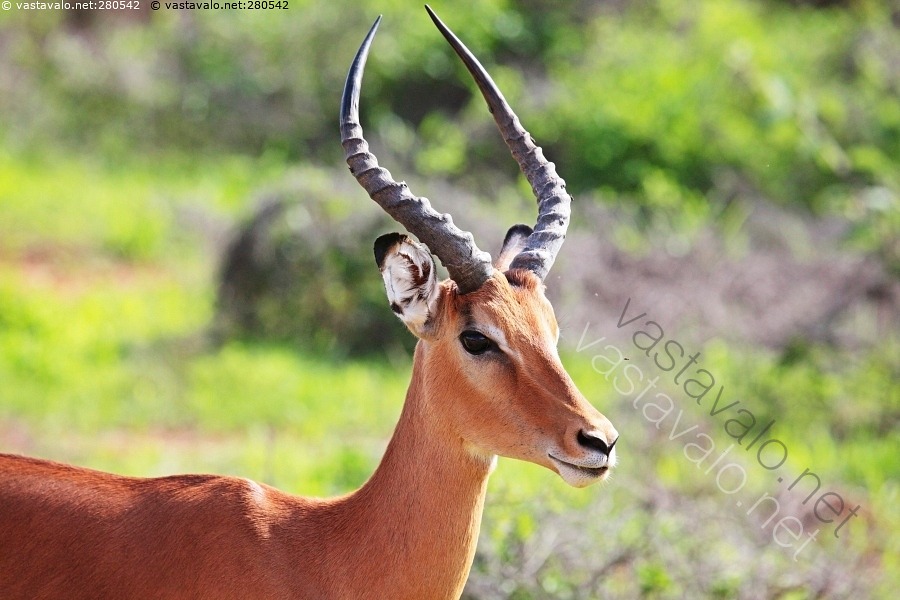 kuva-impala-aepyceros-melampus-impala-gaselli-antilooppi-koiras-uros