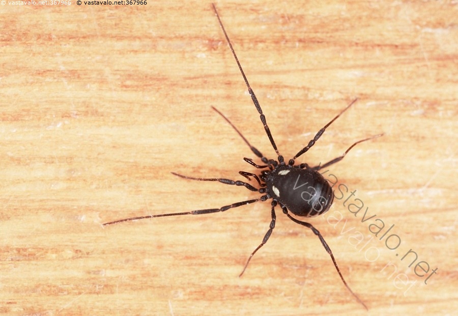 kuva-lukki-nemastoma-lugubre-nemastoma-lugubre-lukki-opiliones