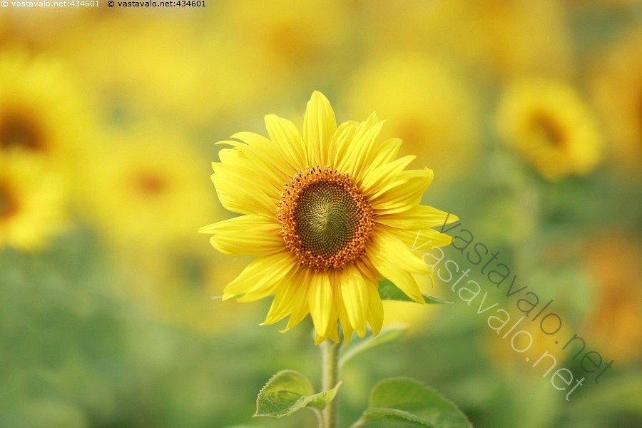 Kuva Auringonkukkapelto Kukka Keltainen V ri V rik s Luonto kuva-auringonkukkapelto-kukka-keltainen-v-ri-v-rik-s-luonto