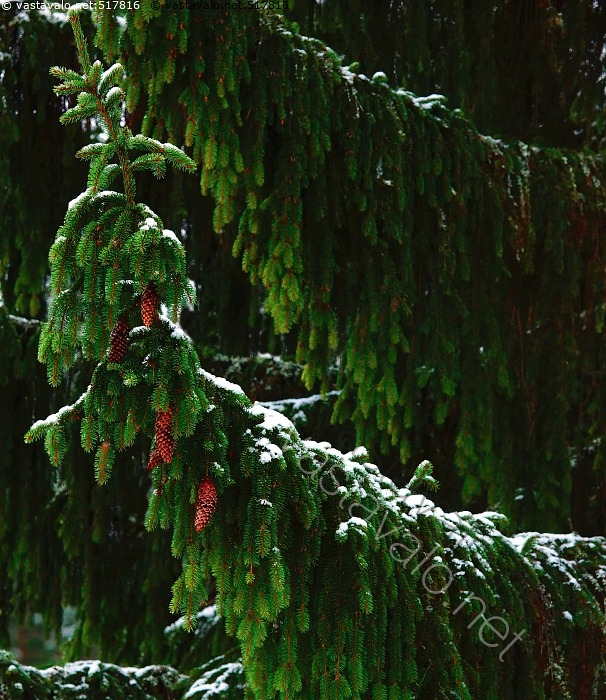 Kuva: Suuren kuusen oksat - kuusi suuri oksa oksat kaareva kaarevat ...