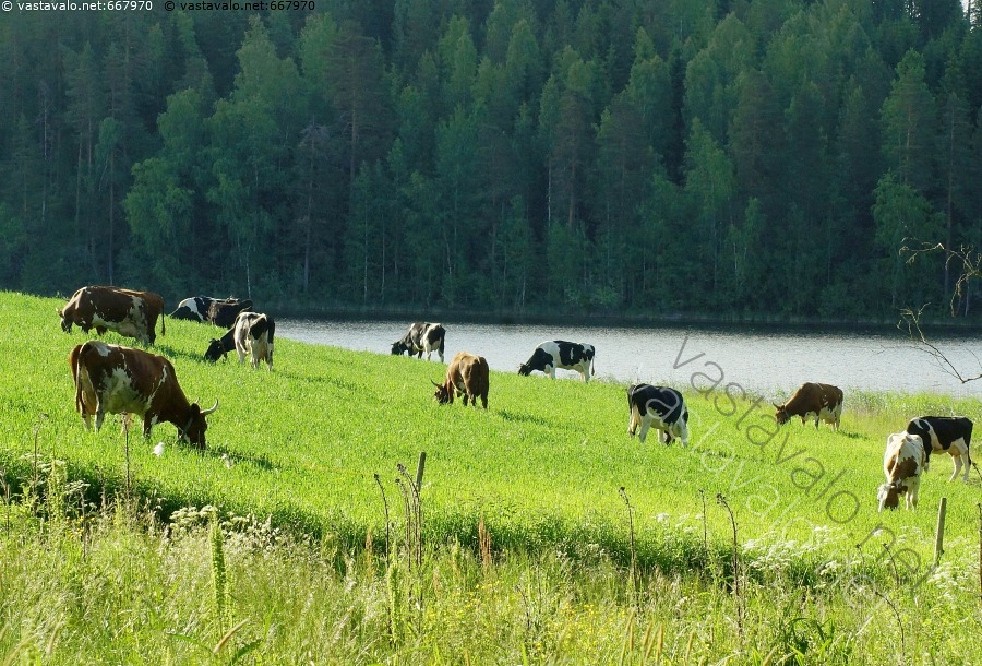 kuva-rantalaidun-karja-lehm-lehm-t-ayrshire-lypsykarja-lehm-karja