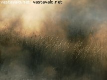 kaislikko-sumussa