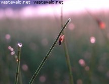 kaunis-oikeassa-valossa