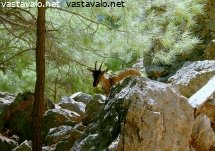 villivuohi-ja-mustamanty-kreetan-vuoristossa