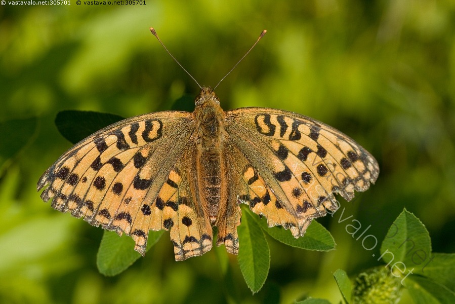 kuva-ketohopeat-pl-ketohopeat-pl-argynnis-adippe-t-pl-perhoset