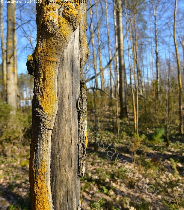Haapa Runko Kuva: Kuollut haapa - haapa puu runko puunrunko jäkälä ...