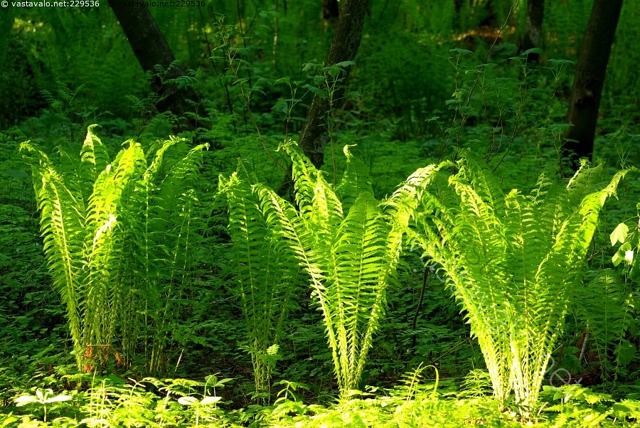 Kuva Saniaiset 2 saniainen kotkansiipi saniaiset saniaisen lehdet
