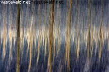 maahisten-metsa