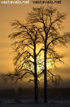 utuinen-aurinko