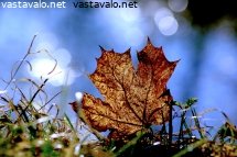 vanha-lehti