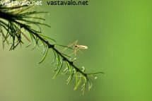 viela-on-hetki-aikaa