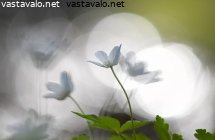 joenrannan-valkovuokkoja