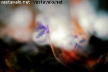 illan-sinivuokot