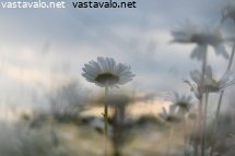 ilta-paivankakkaraniitylla