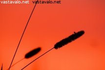 iltavahdissa
