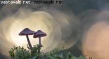 kaksi-sienta