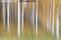 koivikkoimpressio