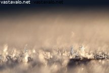 kuurainen-kuusimetsa