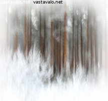 kuurainen-metsamaisema