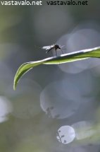 linssilude