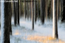 luminen-metsapolku