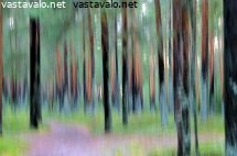 metsaimpressio