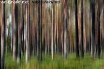 metsaimpressio