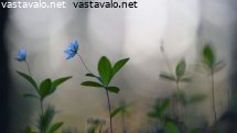 metsatahdet