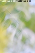 pihlajanlehti-kesatuulessa