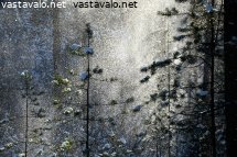 tuulahdus-metsassa