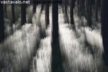 valo-metsassa
