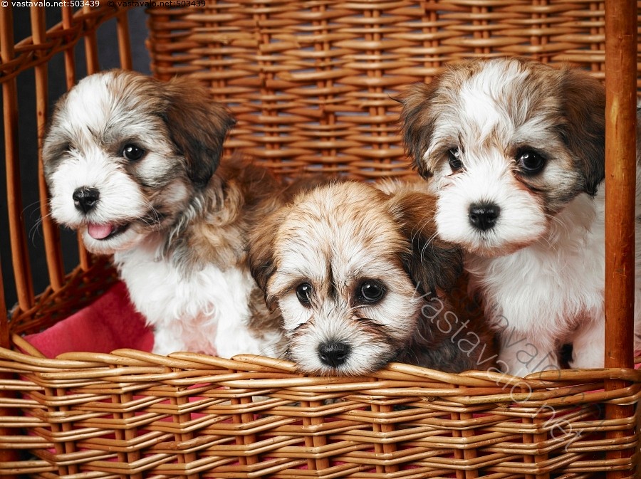 Aiheeseen liittyvÃ¤ kuva