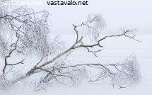 kaatunut-puu-rannalla