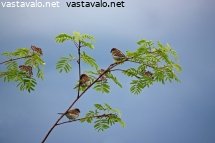 varpuset-juhannusaamuna