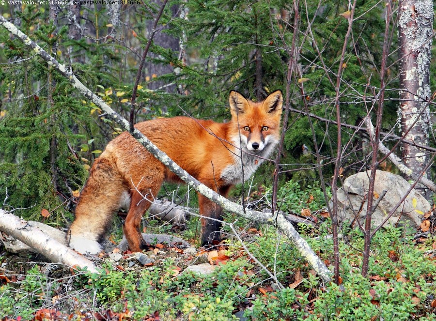 Kuva: Kumputunturin kettu 2 - kettu nisäkäs eläin nuori peto repo ...