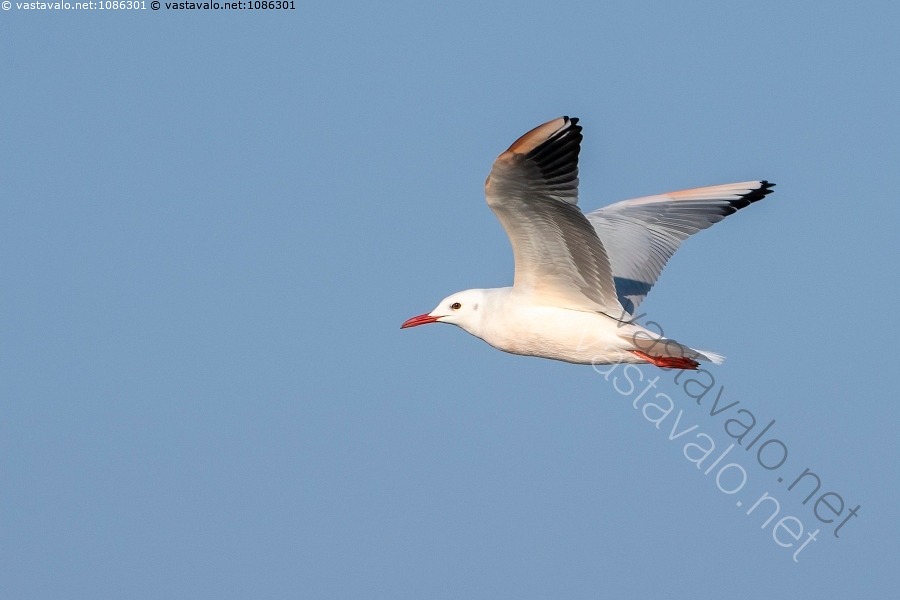 kuva-kaitanokkalokki-kaitanokkalokki-larus-croicocephalus-genei